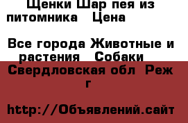 Щенки Шар пея из питомника › Цена ­ 25 000 - Все города Животные и растения » Собаки   . Свердловская обл.,Реж г.